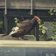 Image for article titled My Journey To Photograph All The Wildlife In The Division 2